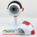 EYE02 (12526) modèle d&#39;anatomie médicale 6-eyes Eyes Model